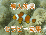 水槽レンタルセラピー導入効果